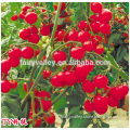 Hybrid high yield Cherry tomato seeds for growing-Pondee